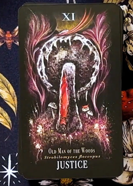 Midnight Magic: A Tarot Deck of Mushrooms